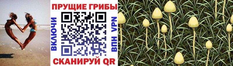 Псилоцибиновые грибы мицелий  Сегежа 